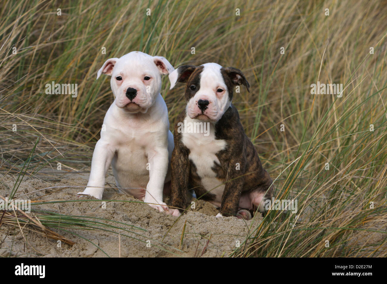 Dog American Bulldog Bully two puppies sitting in the dunes Stock Photo Alamy