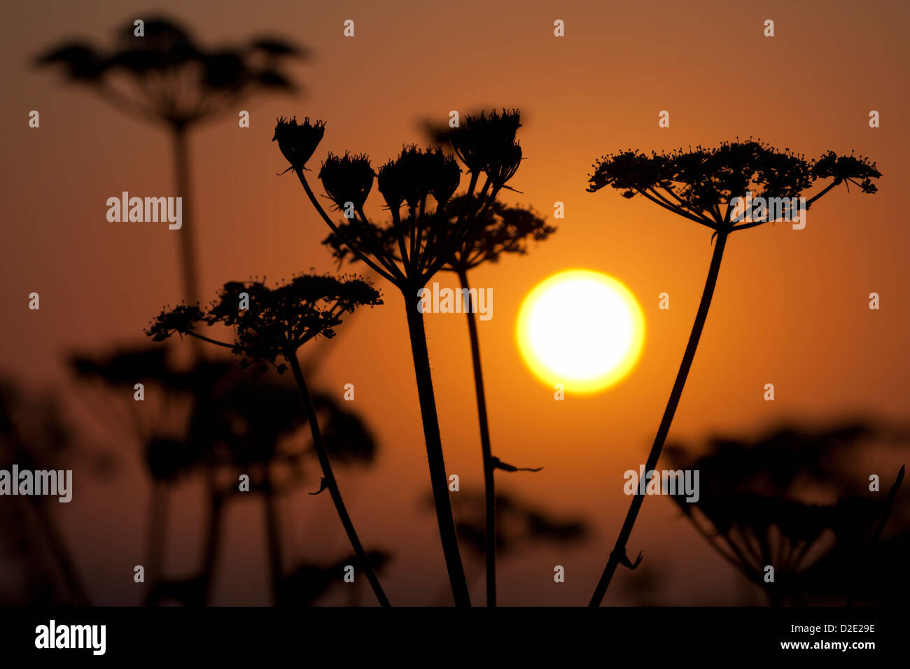 Hogweed {Heracleum sphondylium} flowerheads silhouetted at sunset, Pembrokeshire, June 2010. Stock Photo