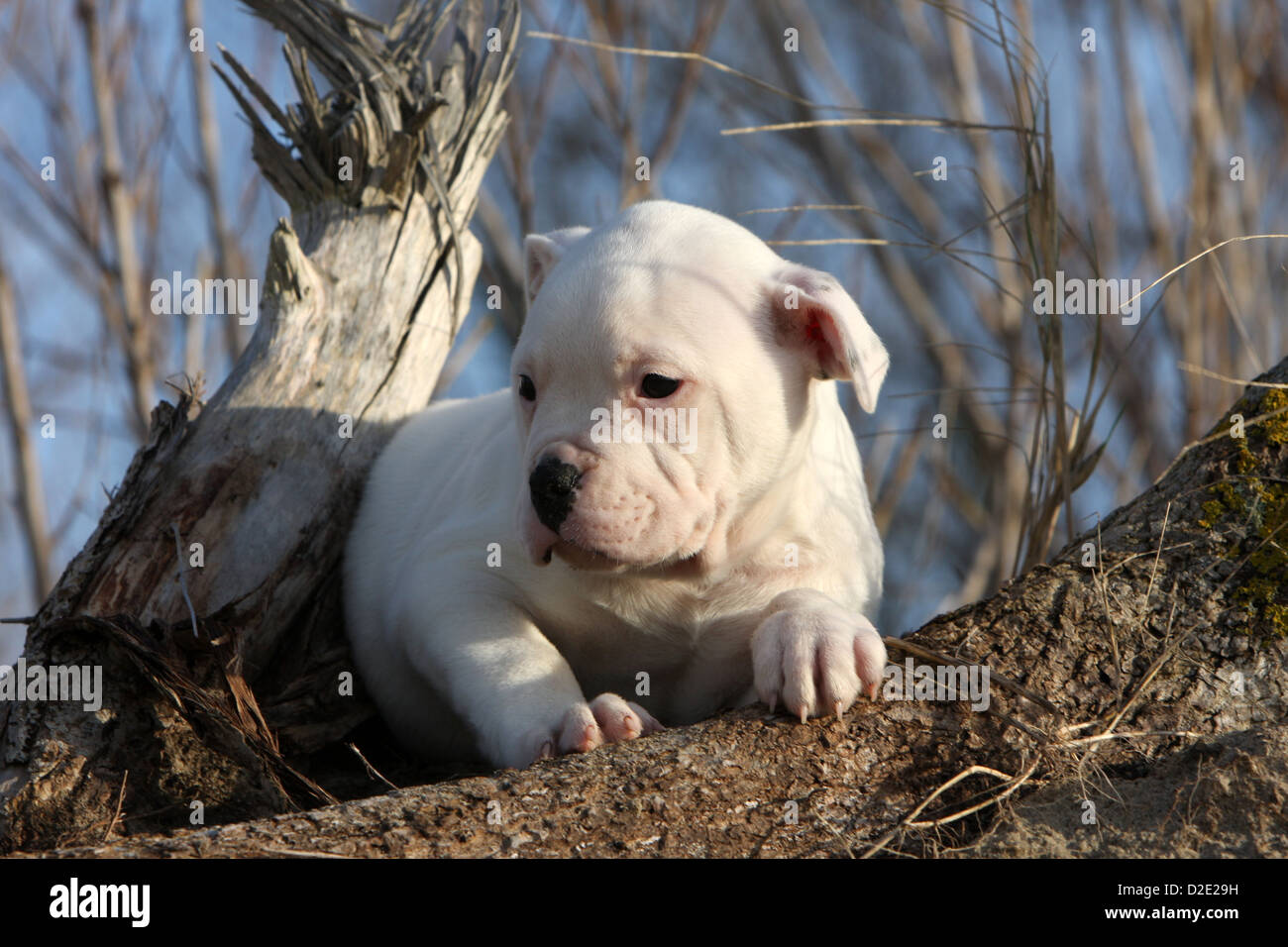 Dog American Bulldog / Bully puppy lying on the branch of a tree Stock ...