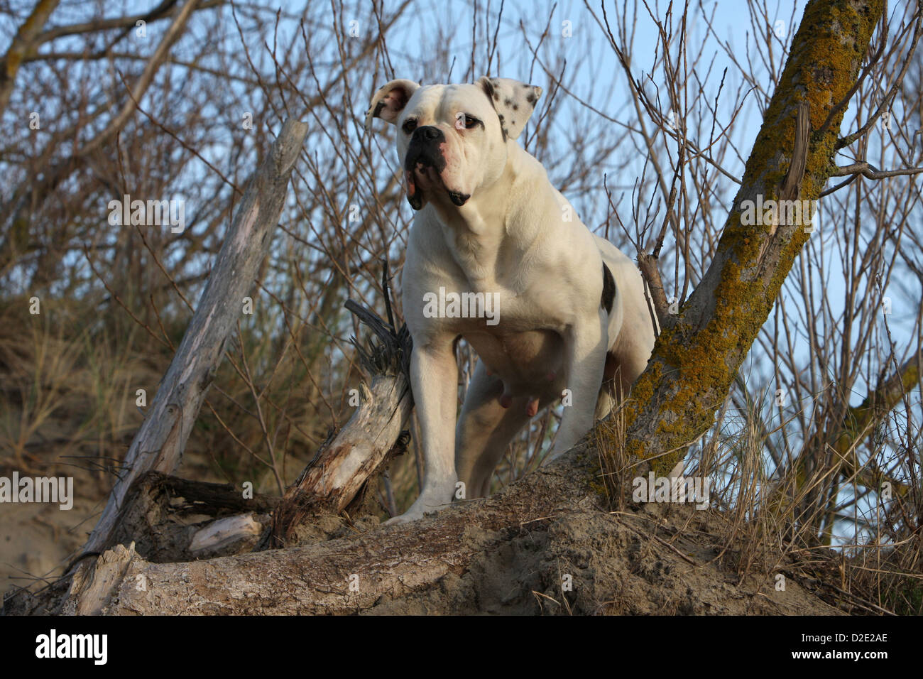 Dog American Bulldog / Bully adult standing on a tree Stock Photo - Alamy
