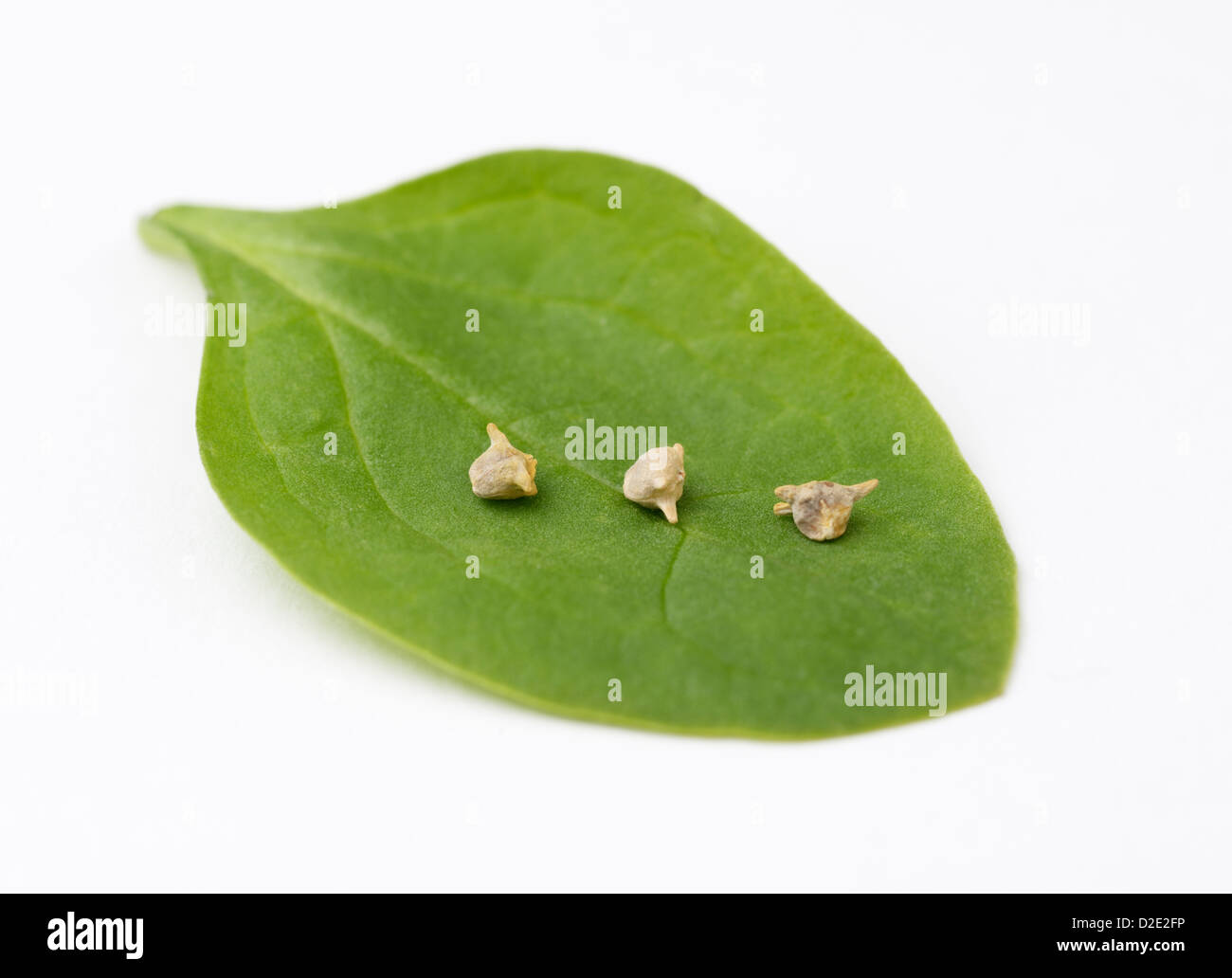 Spinach, Spinacia oleracea, leaf with spinach seeds Stock Photo