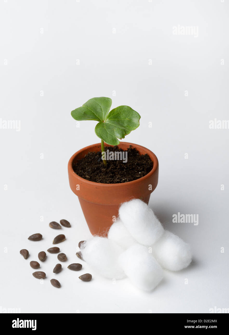 Cotton (Gossypium) seeds, seedling and cotton balls Stock Photo Alamy