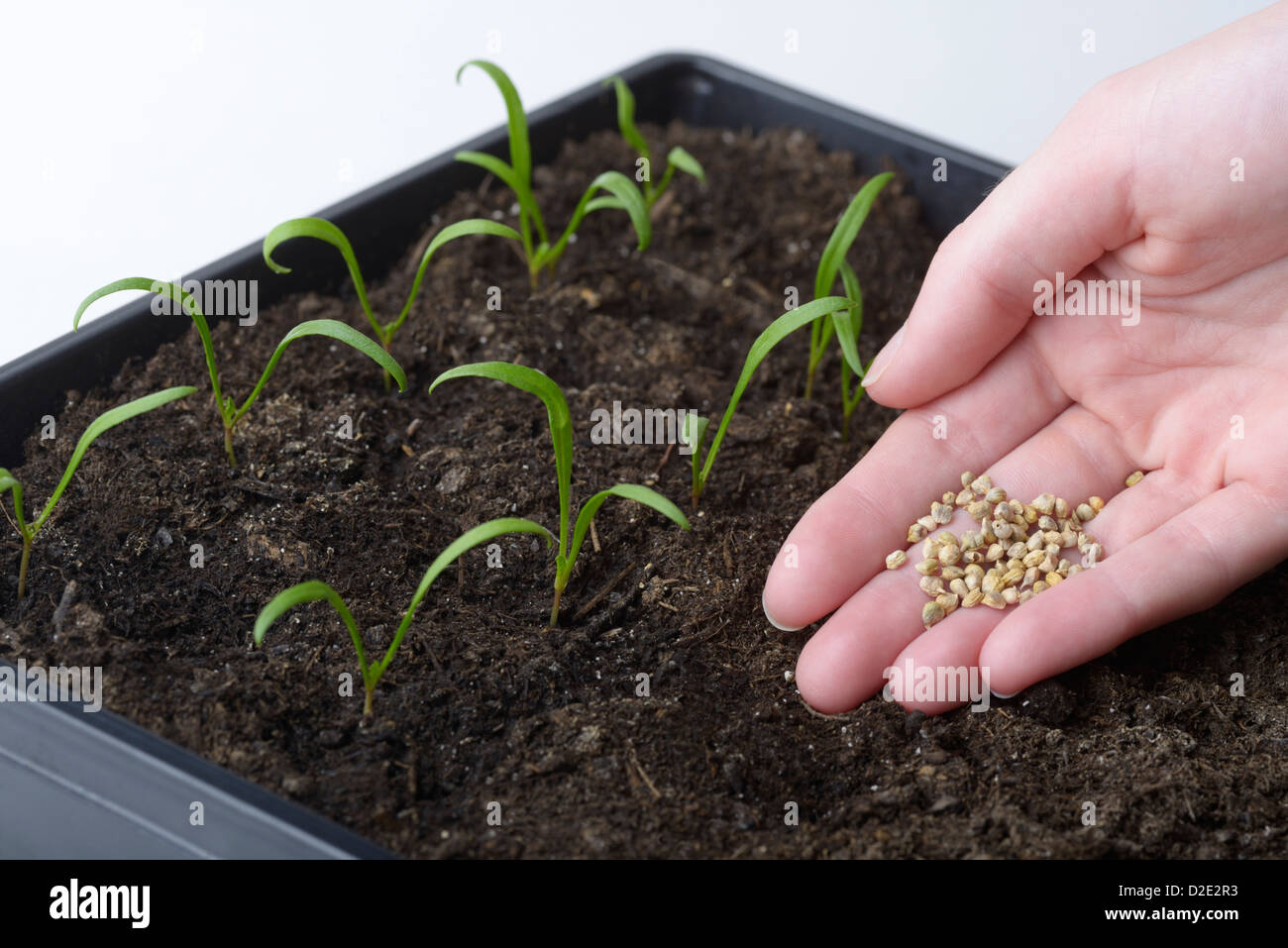 Spinach, Spinacia oleracea, seedlings and person showing spinach seeds Stock Photo