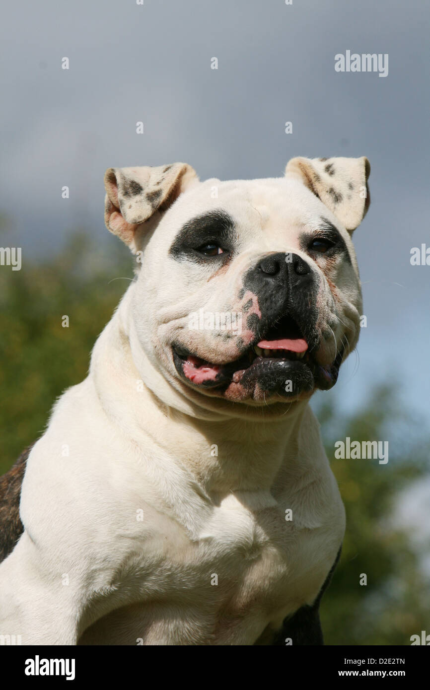 American bully dog hi-res stock photography and images - Alamy