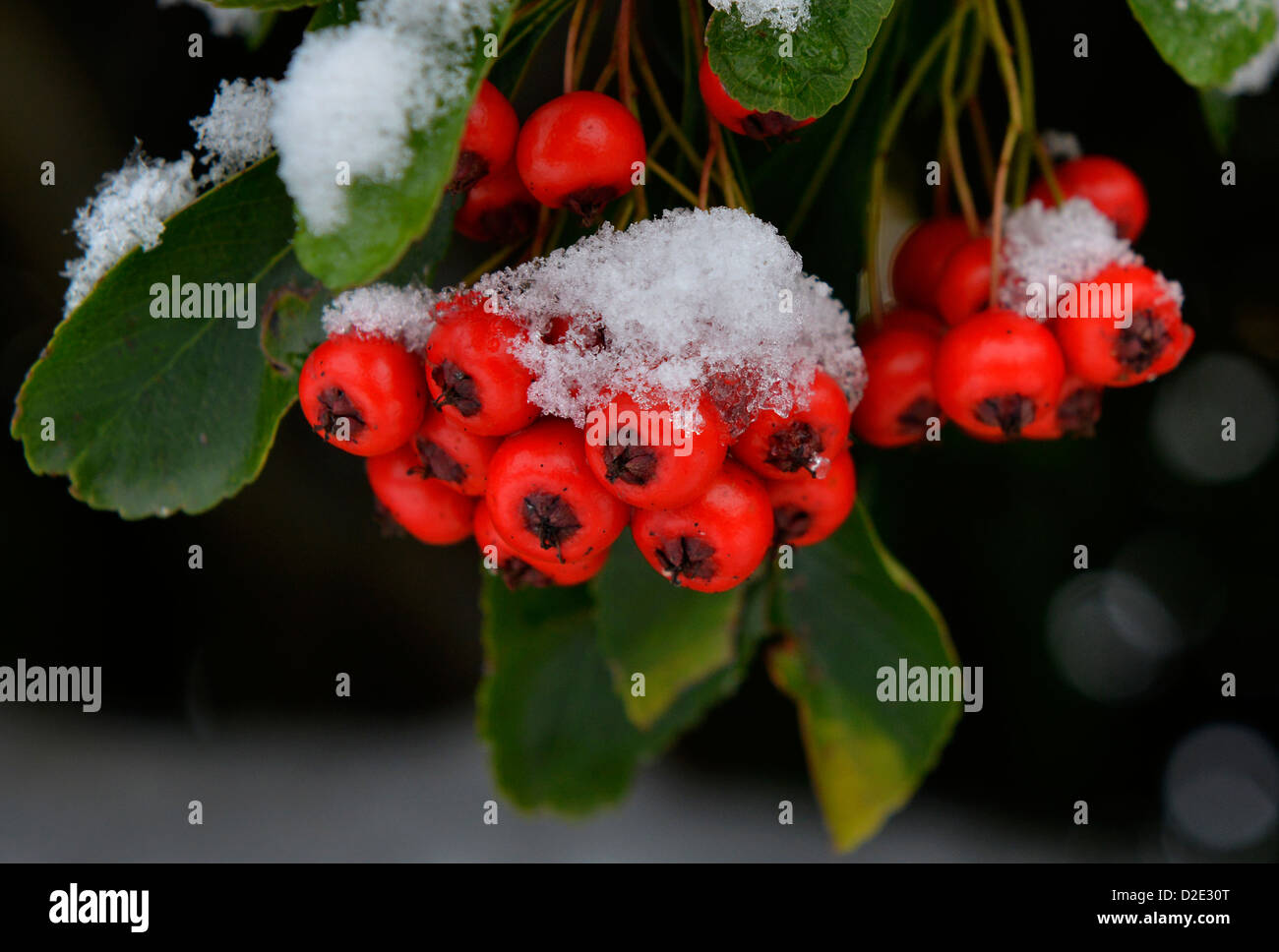 Red Cotoneaster berries covered in snow Stock Photo