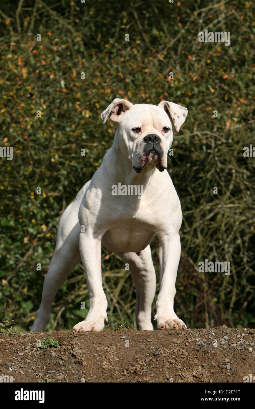 american bulldog bully