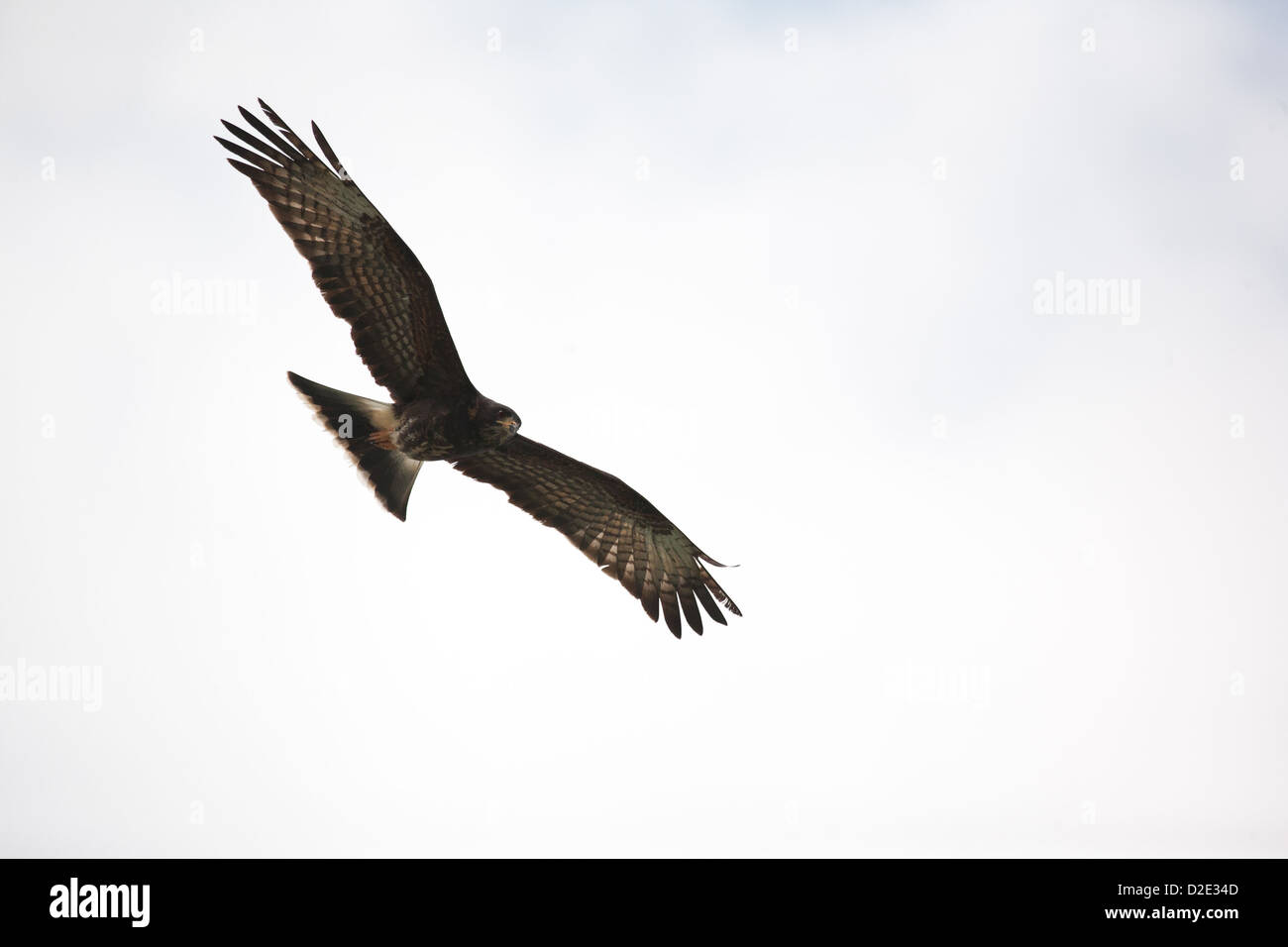 Snail Kite, Rostrhamus sociabilis, flying over Lago Gatun, Republic of Panama. Stock Photo