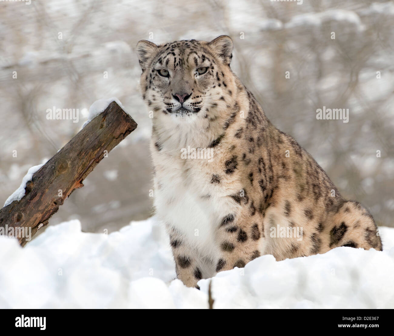 Female snow leopard sitting in snow Stock Photo