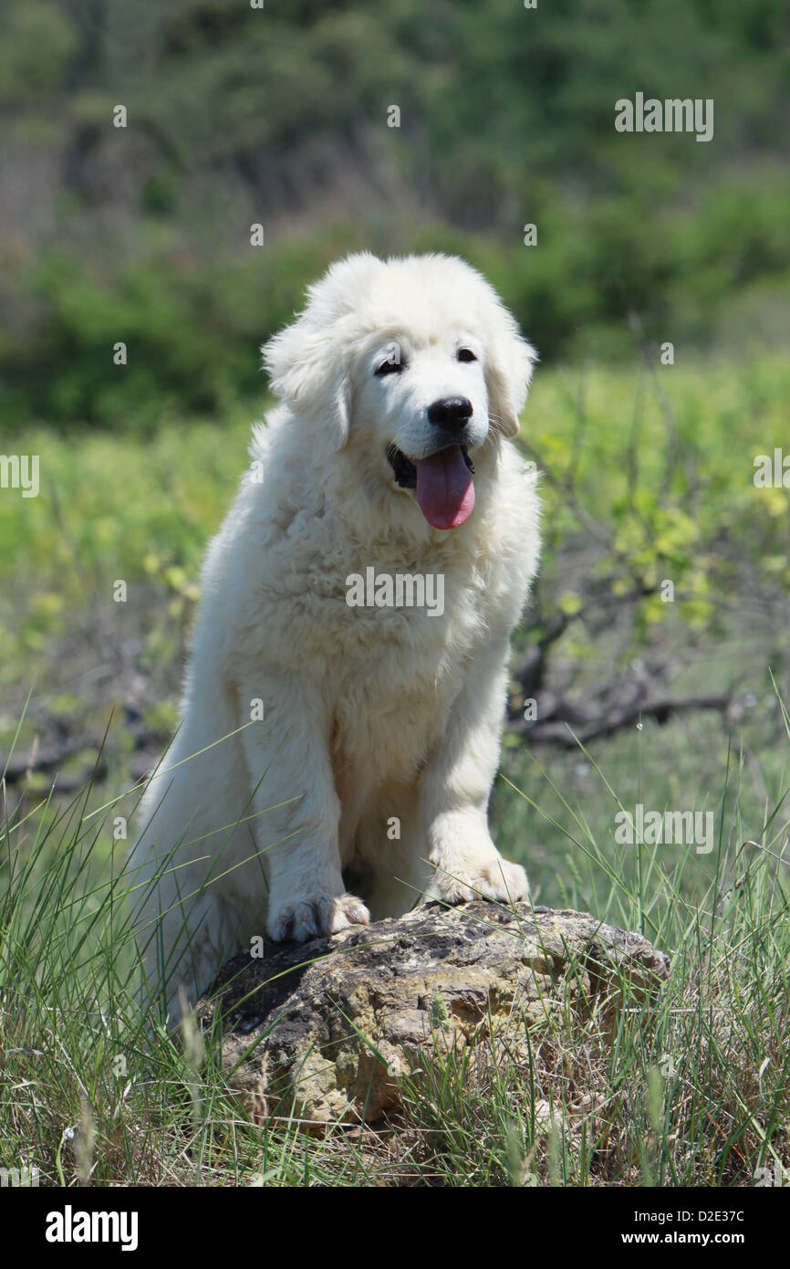 Dog Polish Tatra Sheepdog / Tatra Mountain Sheepdog / Podhale puppy