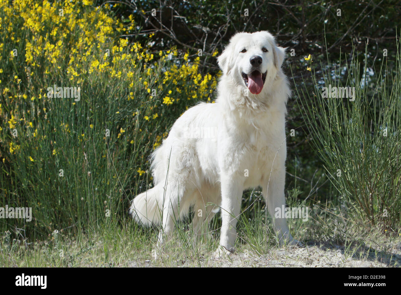 Dog Polish Tatra Sheepdog / Tatra Mountain Sheepdog / Podhale adult