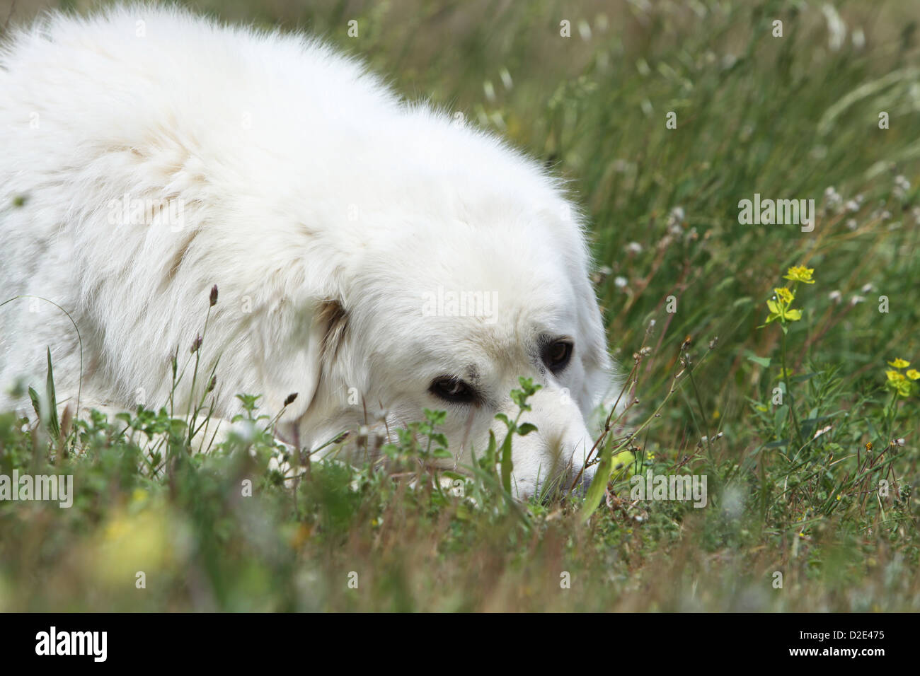 Dog Polish Tatra Sheepdog / Tatra Mountain Sheepdog / Podhale adult