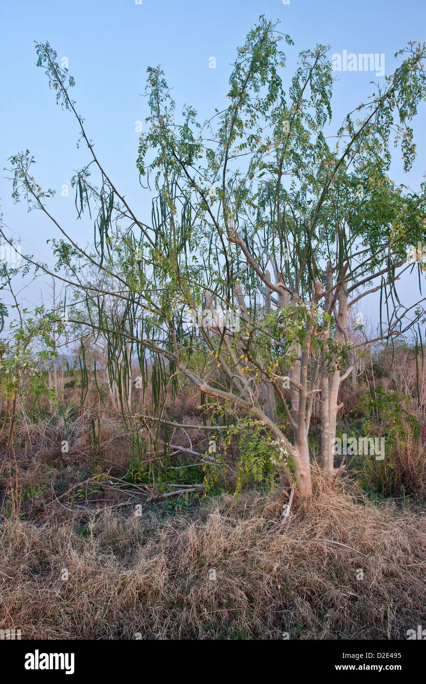 Moringa tree bearing fruit 'Moringa oleifera'. Stock Photo