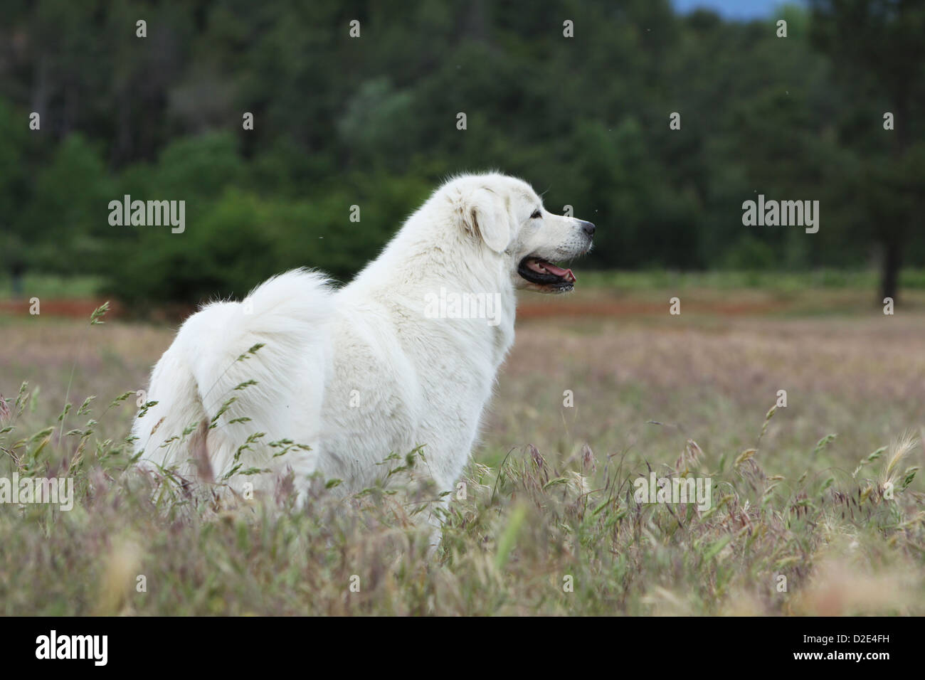 Dog Polish Tatra Sheepdog / Tatra Mountain Sheepdog / Podhale adult