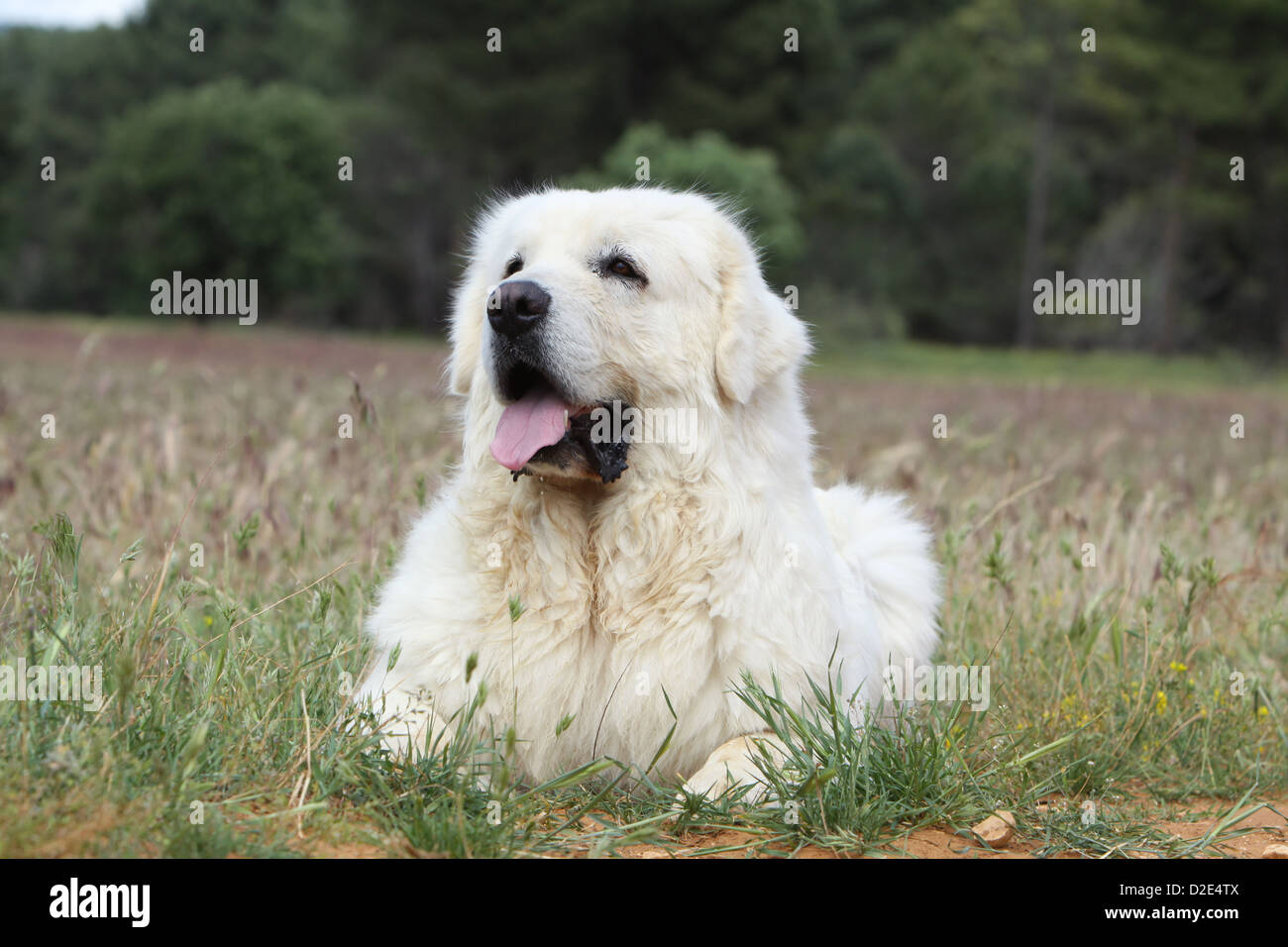 Dog Polish Tatra Sheepdog / Tatra Mountain Sheepdog / Podhale adult