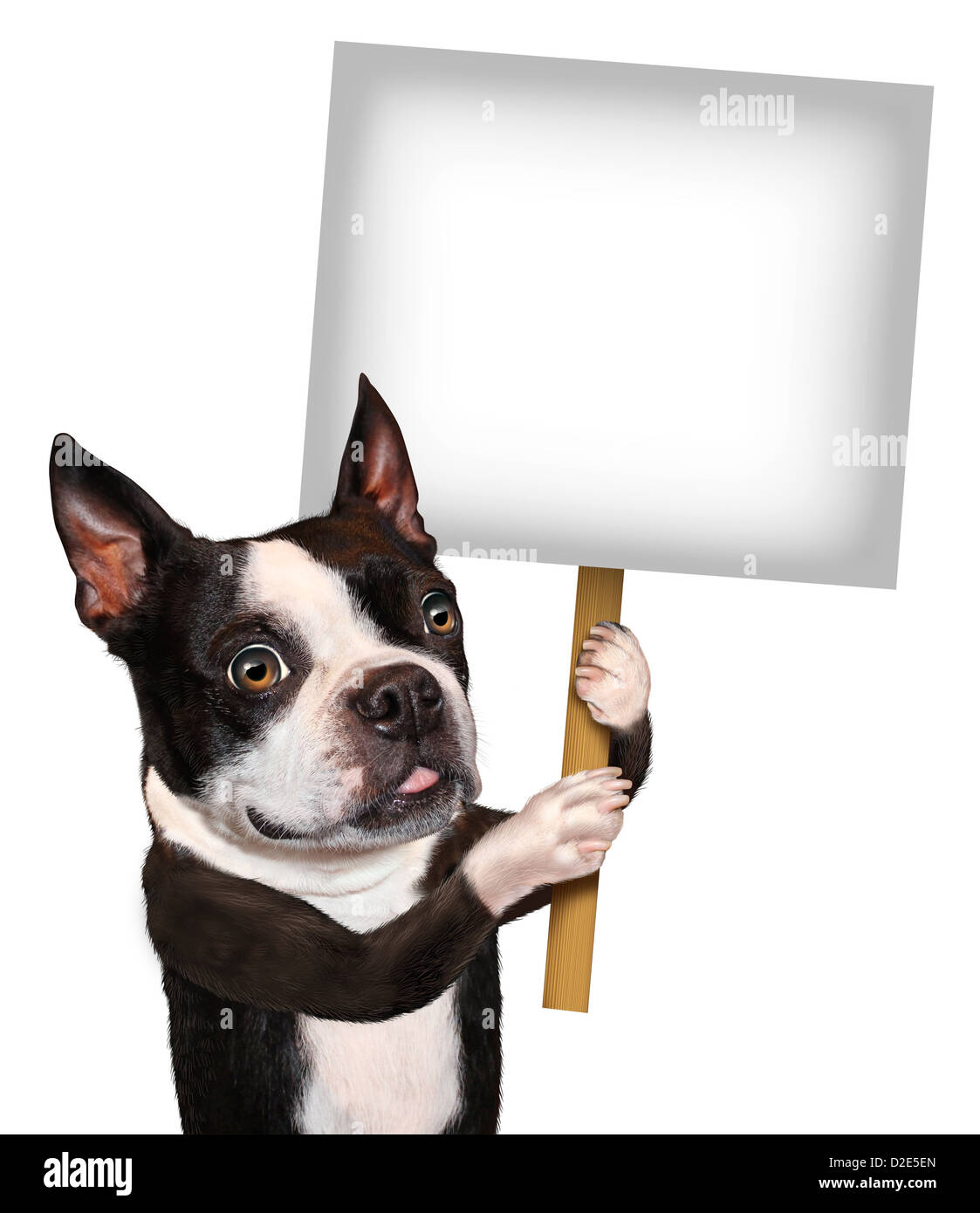 Dog holding a blank sign as a Boston Terrier with a smiling happy expression advertising and communicating a message pertaining Stock Photo