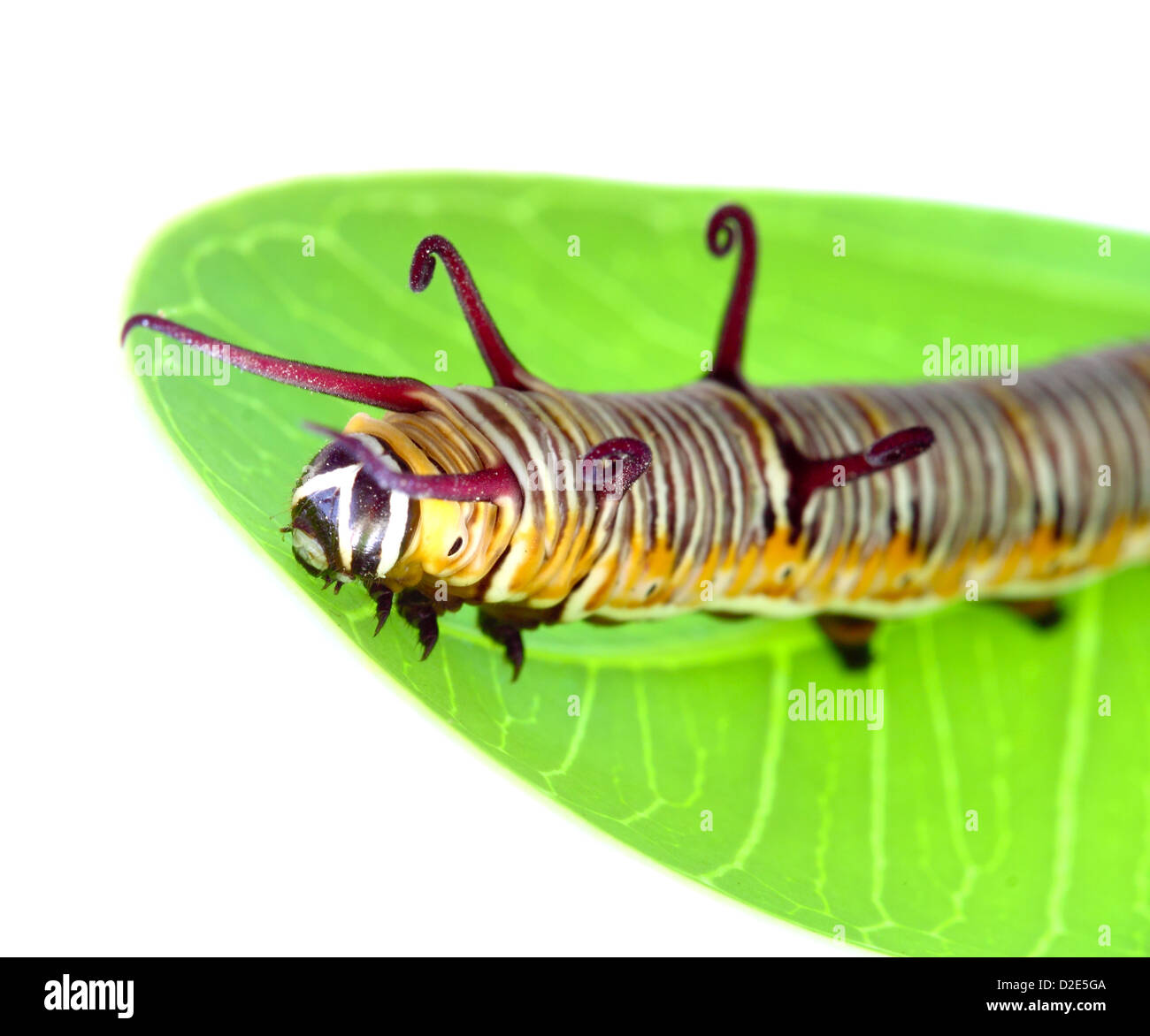 a caterpillar is crawling on a leaf Stock Photo - Alamy