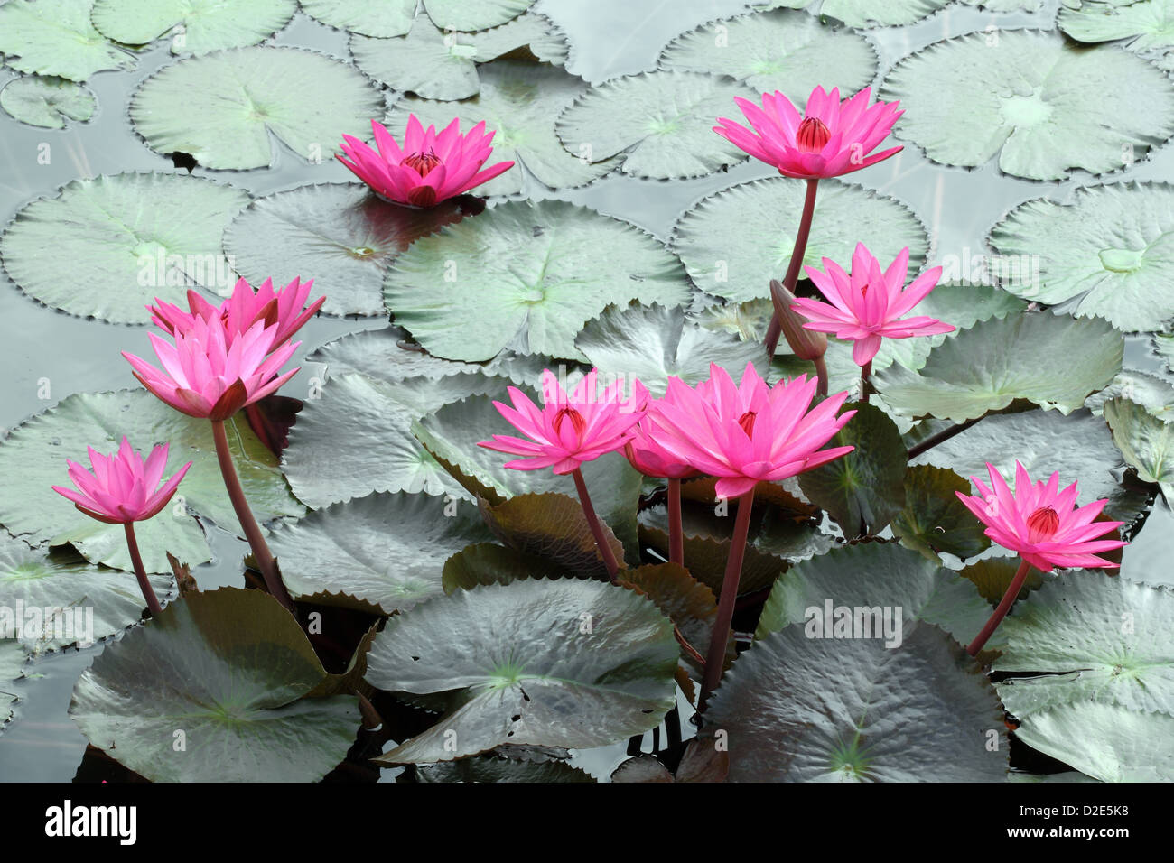 water lily lotus flower and leaves Stock Photo - Alamy