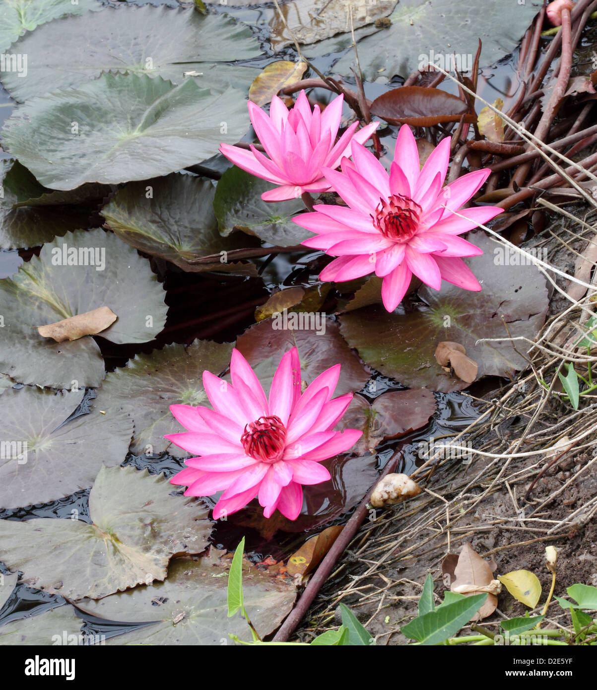 water lily lotus flower and leaves Stock Photo Alamy