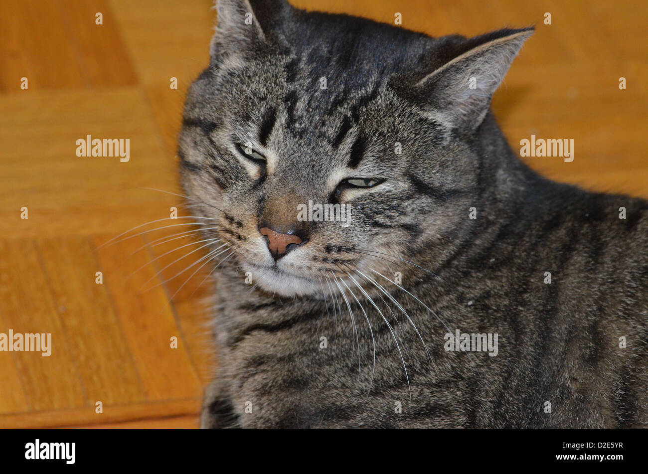 cat opening his eyes Stock Photo Alamy