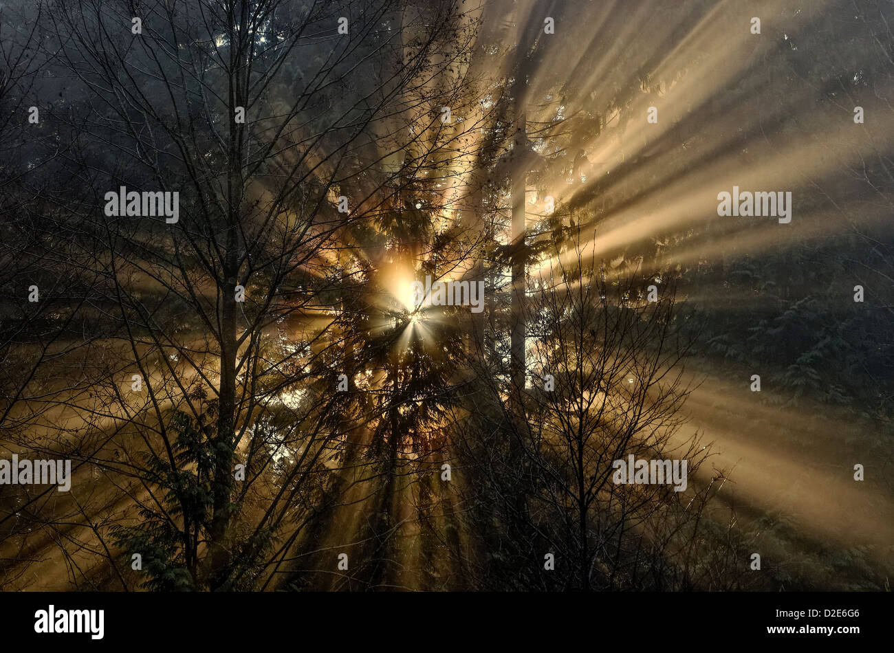 Sunburst crepuscular rays god beams light through trees sunbeams Stock Photo