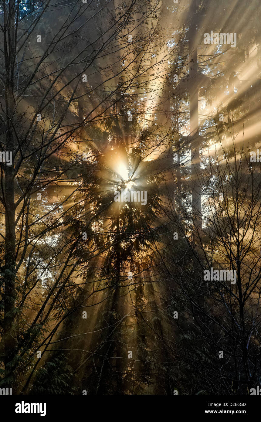 Sunburst crepuscular rays god beams light through trees sunbeams Stock Photo