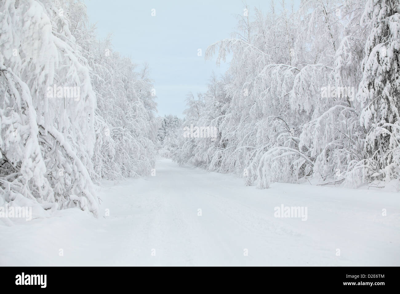 Beautiful country road with trees covered with snow Stock Photo - Alamy