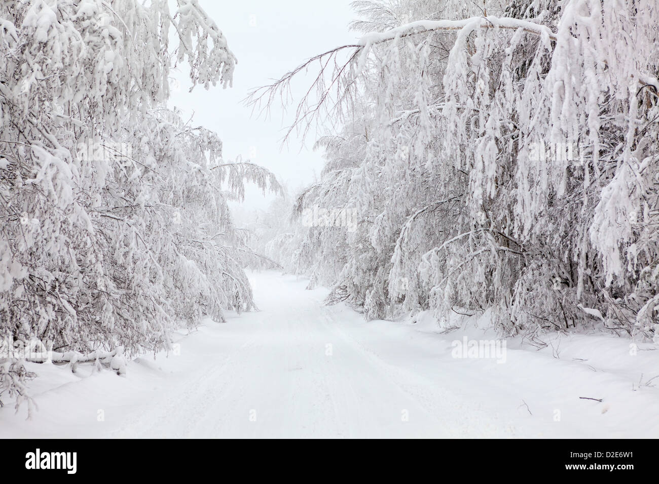 Beautiful country winter road with trees covered with snow Stock Photo ...
