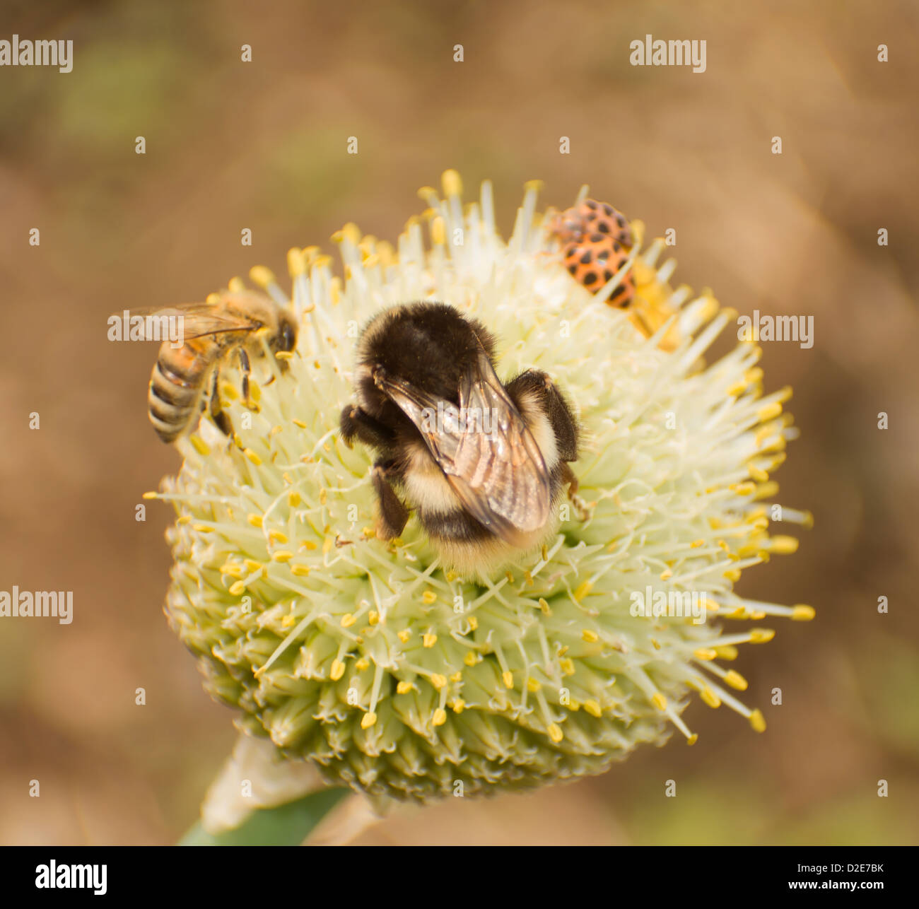 Many insects eat large green onion nectar Stock Photo Alamy