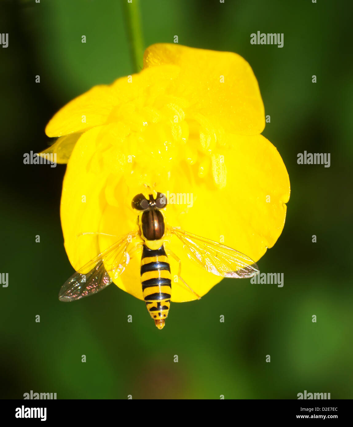 The beautiful fruit flies eat nectar Stock Photo Alamy
