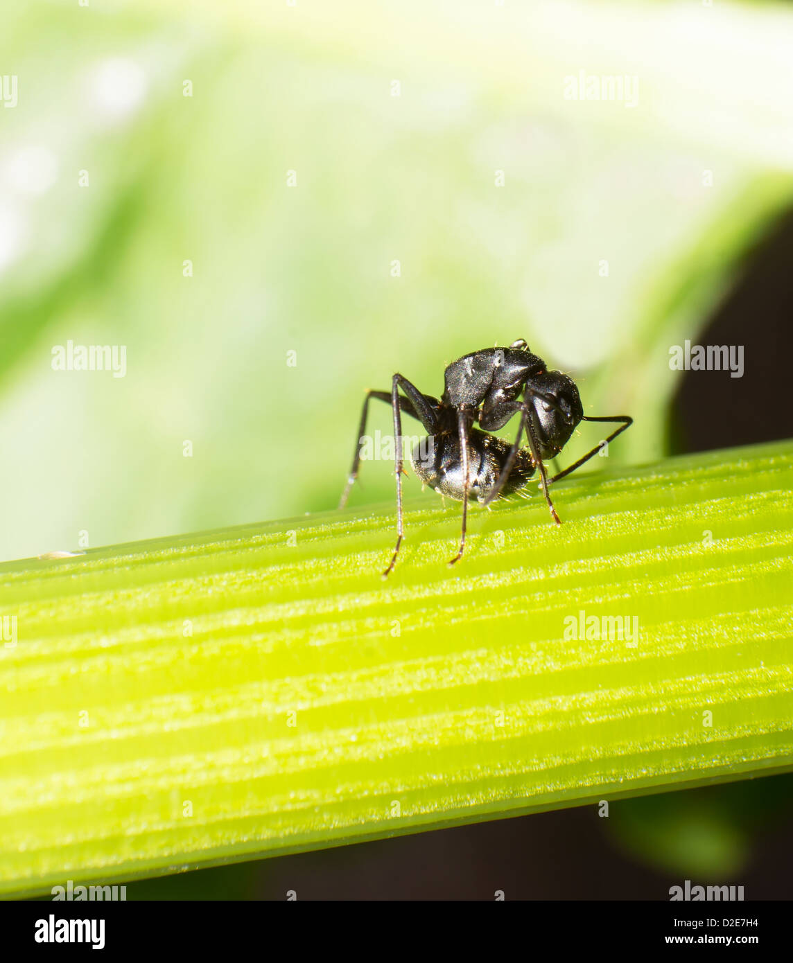 Close up of large black ants stock photo alamy