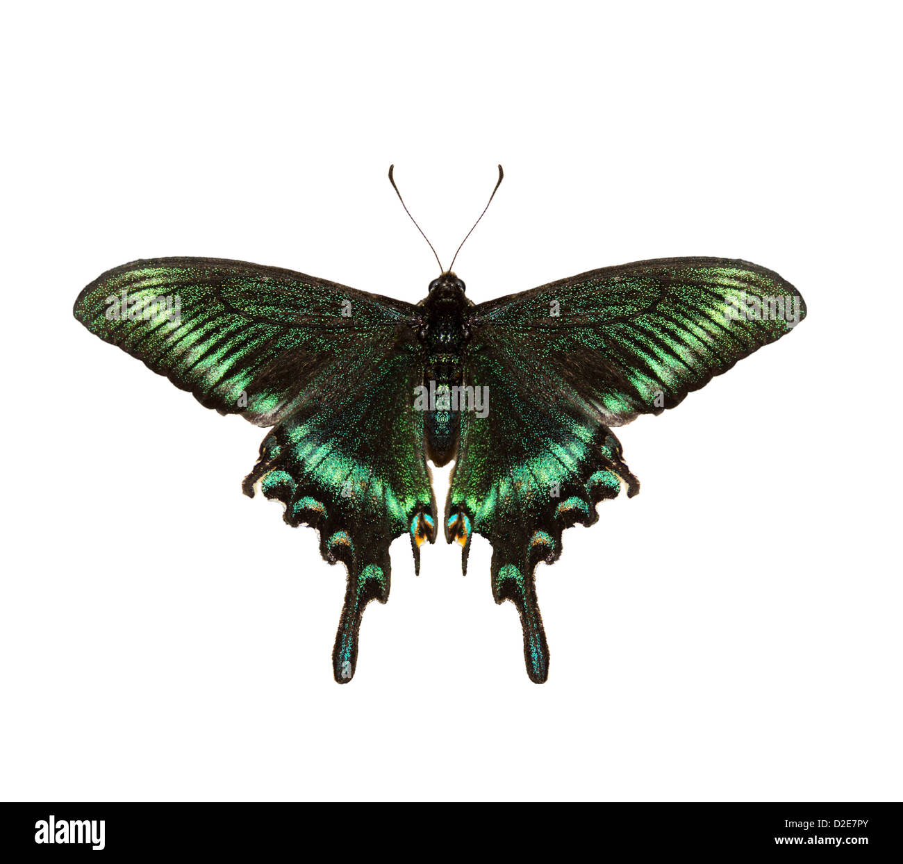 Butterfly isolated on a white background Stock Photo - Alamy