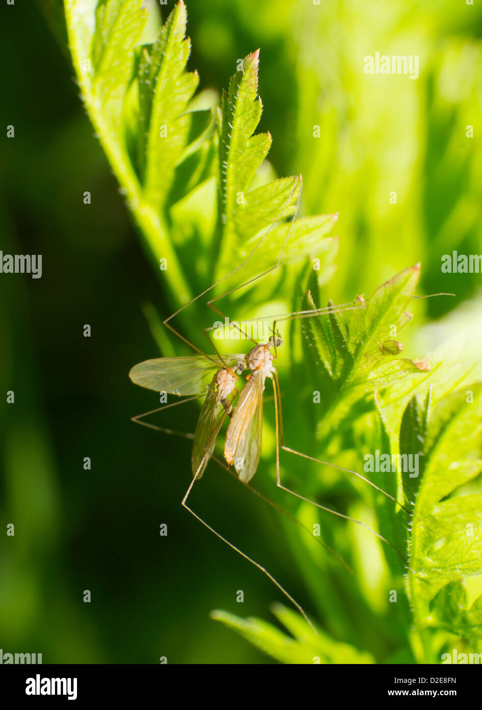 The two mating big mosquito. Stock Photo