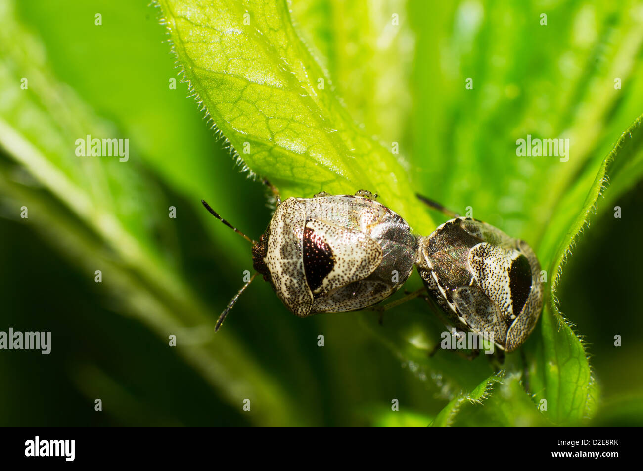 Two stink bugs are mating Stock Photo