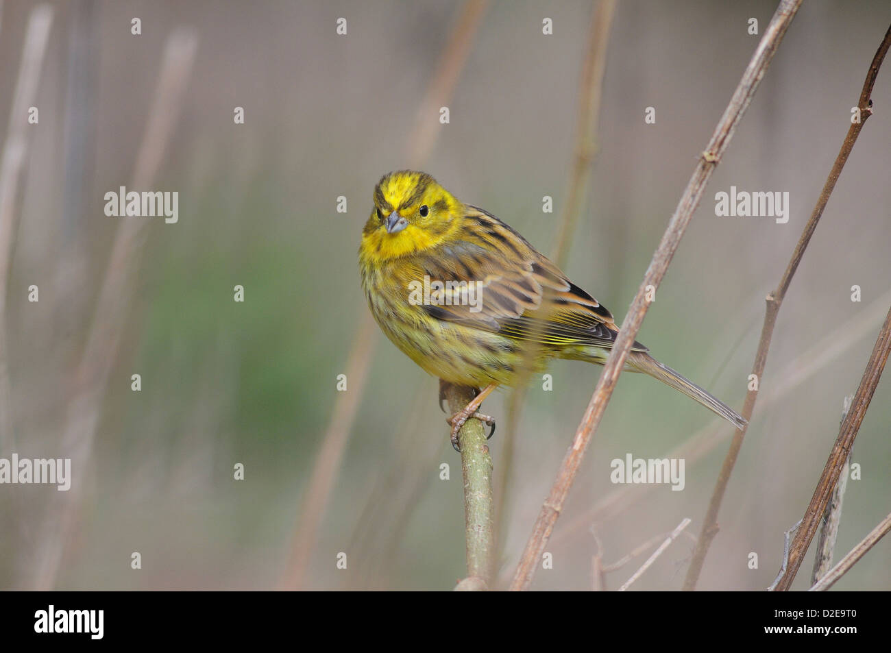yA ellowhammer on dead nettle stems Stock Photo