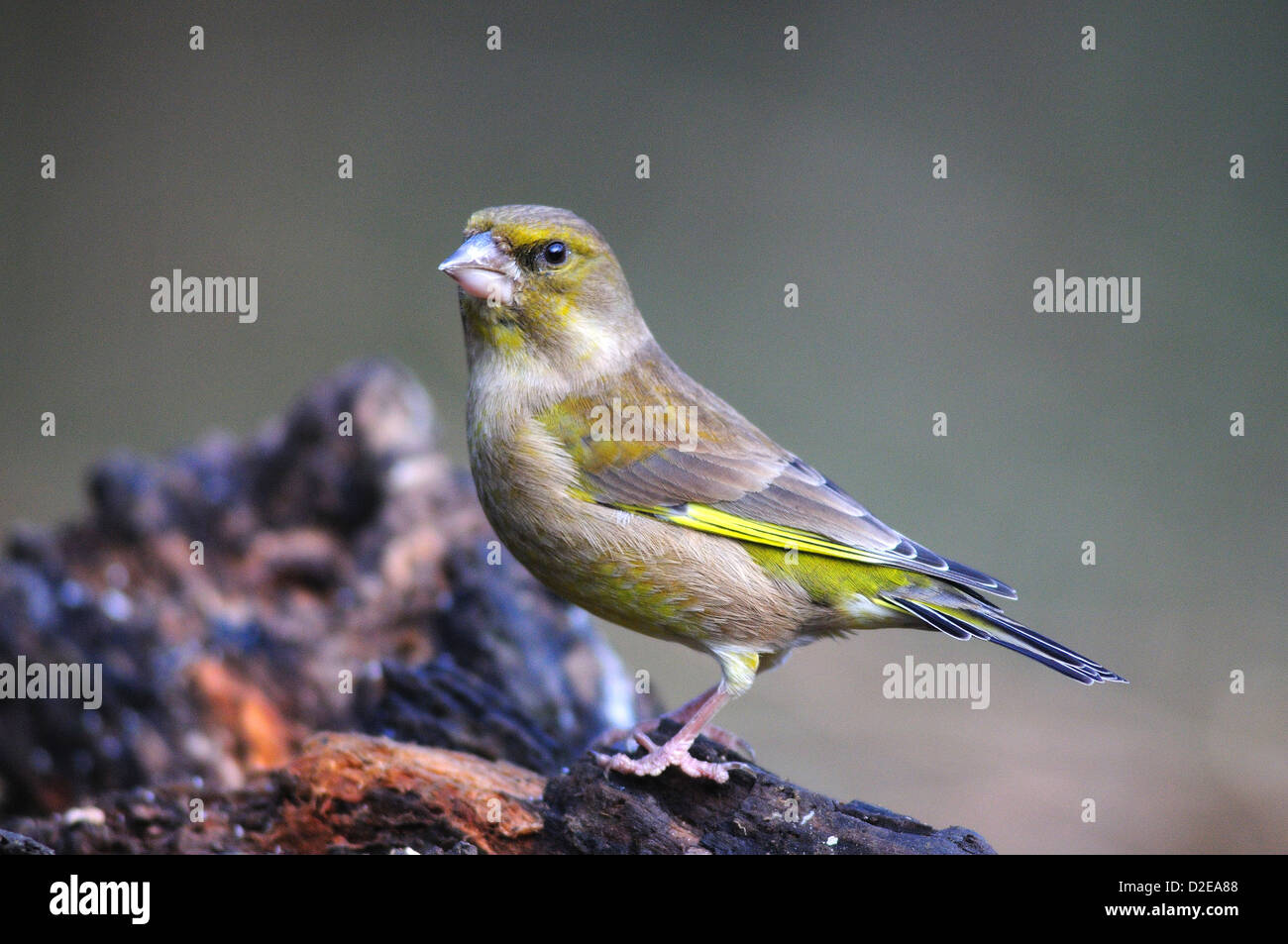 greenfinch on a log Stock Photo