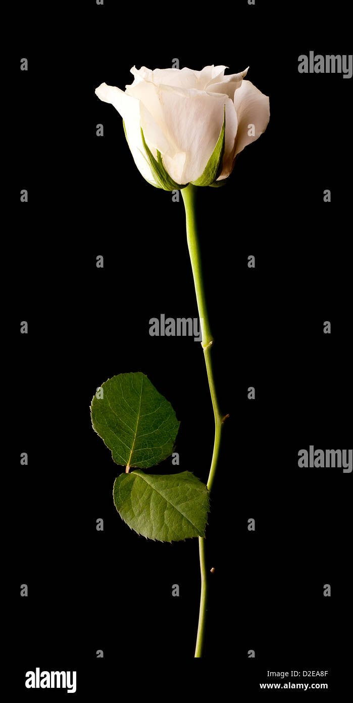 Single White Rose On A Black Background Stock Photo 53175823 Alamy