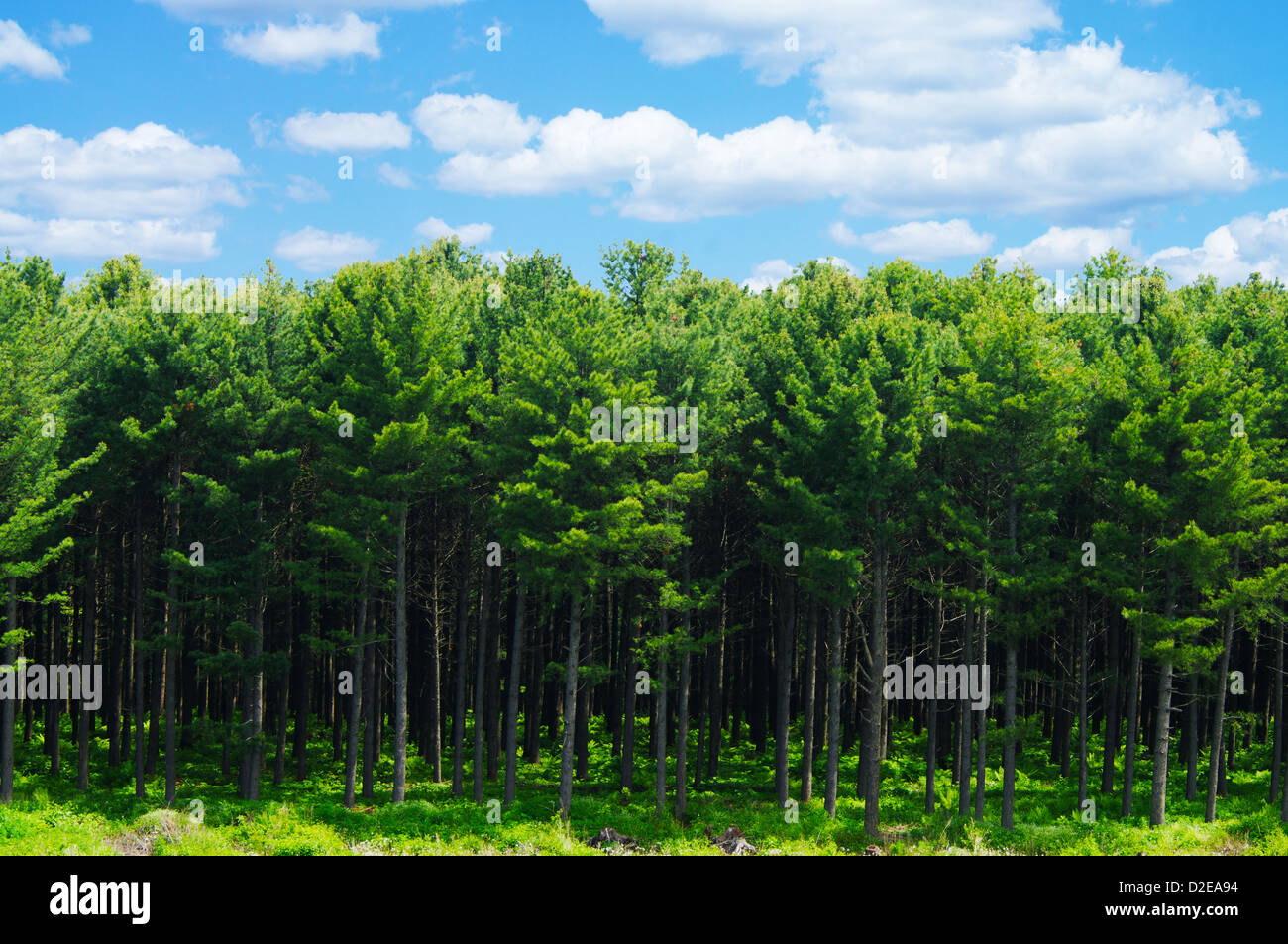Korean pine forest in the natural landscape Stock Photo Alamy