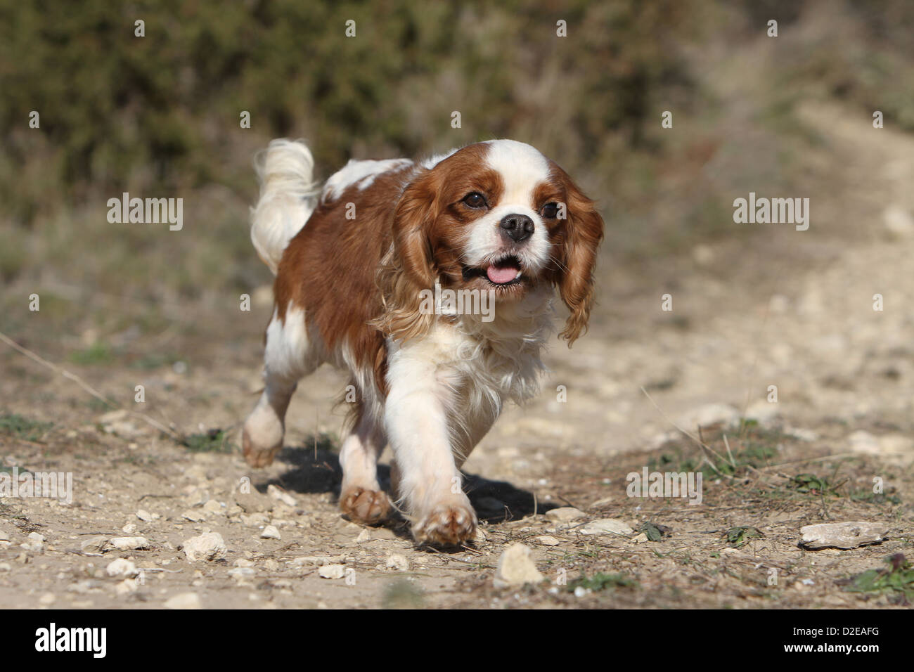 Dog Cavalier King Charles Spaniel adult (Blenheim) running on the ground Stock Photo