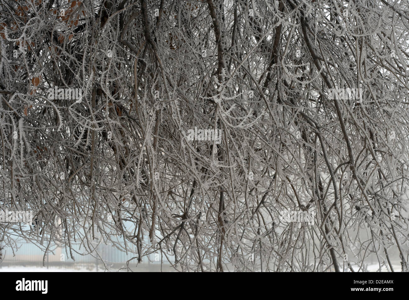 beautiful, beauty, birch, branch, climate, cold, cool, country, countryside, forest, frost, frozen, ice, idyllic, nature, non-ur Stock Photo