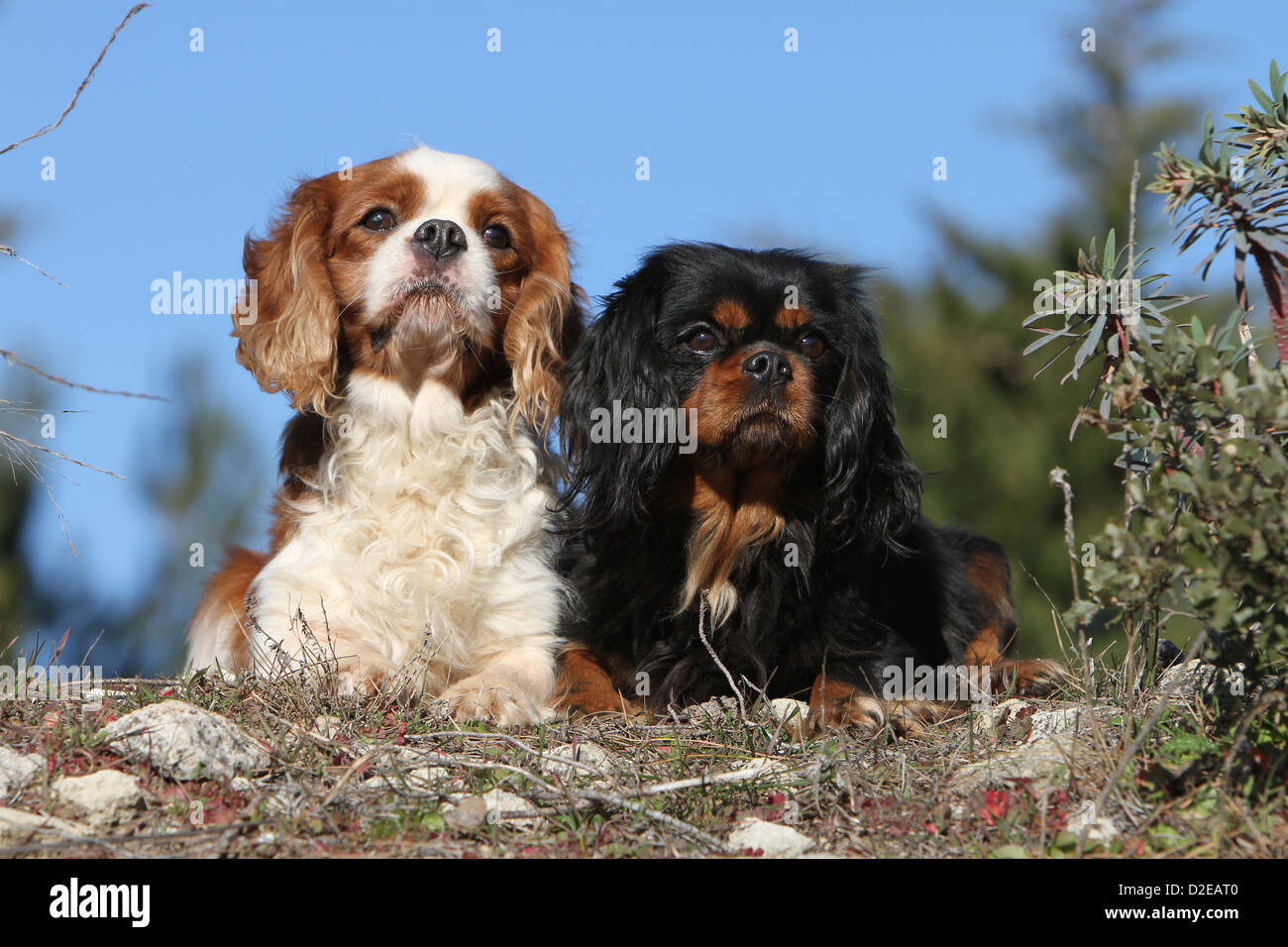 Dog Cavalier King Charles Spaniel adult different colors (Blenheim
