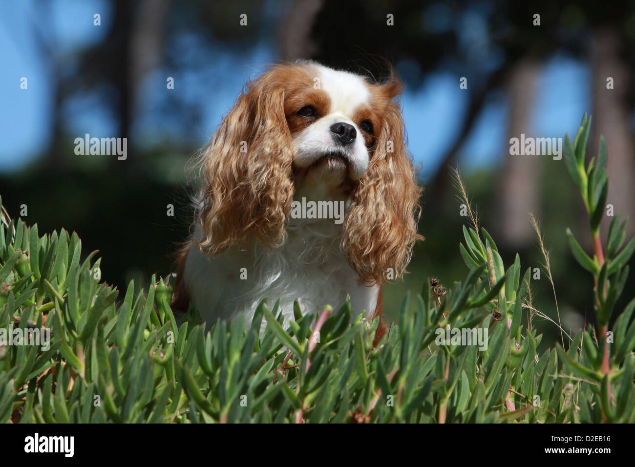 Dog Cavalier King Charles Spaniel adult (Blenheim) portrait Stock Photo