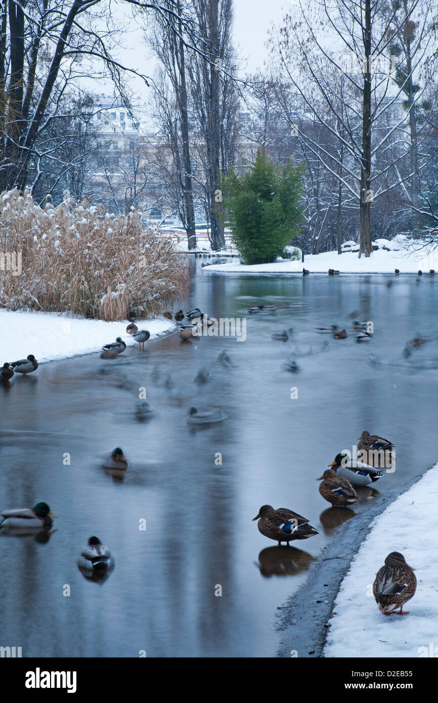 Vienna - ducks from Stadtpark in winter morning Stock Photo
