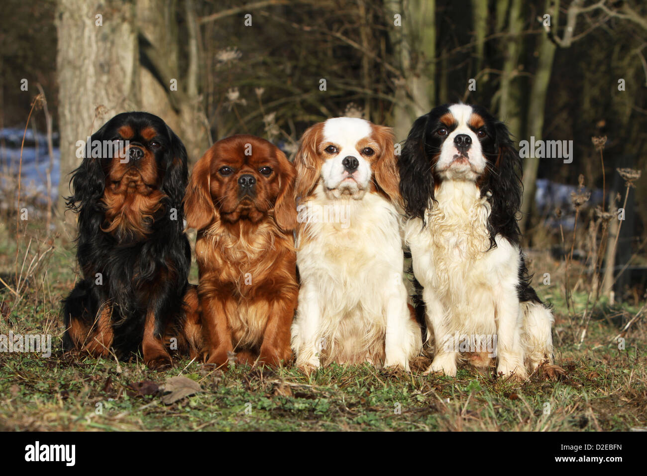 Cavalier King Charles Spaniel Colors Cavalier King Charles Spaniel Colors