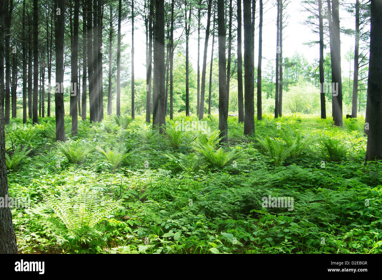 Korean pine forest in summer Stock Photo Alamy