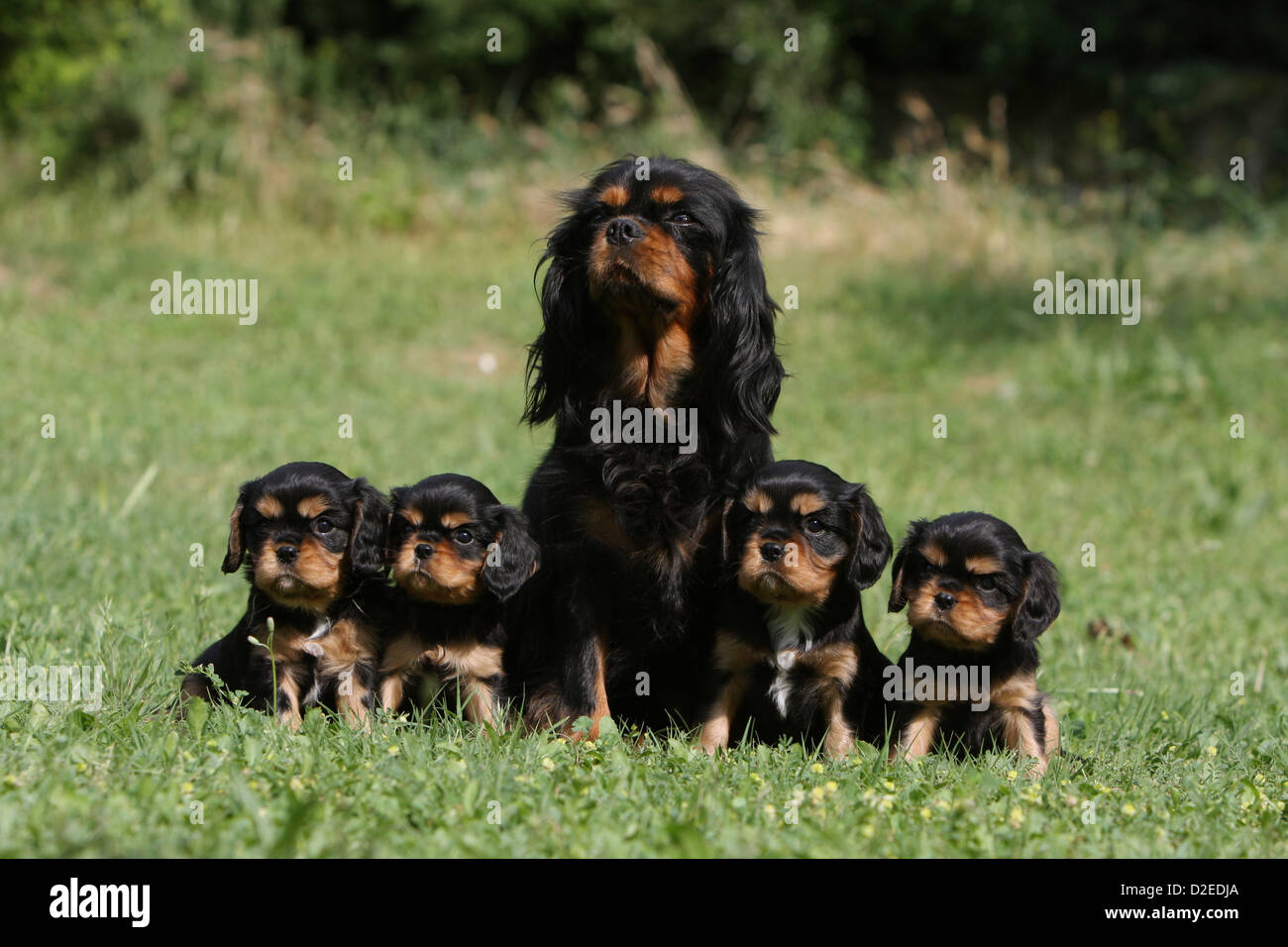 Dog Cavalier King Charles Spaniel adult and four puppies (black and tan) sitting in a meadow Stock Photo