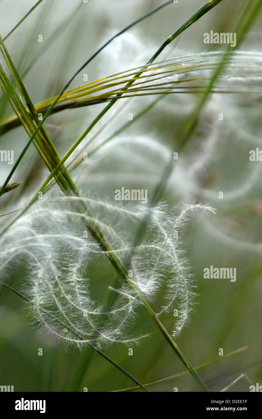 France, Aveyron, angel hair on the Causse du Larzac (Stipa tenuifolia) Stock Photo