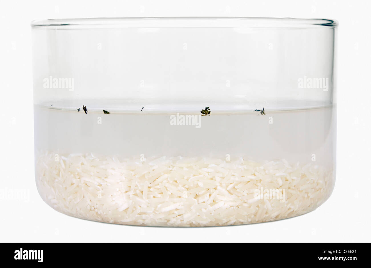 Close up on soaked rice hi-res stock photography and images - Alamy