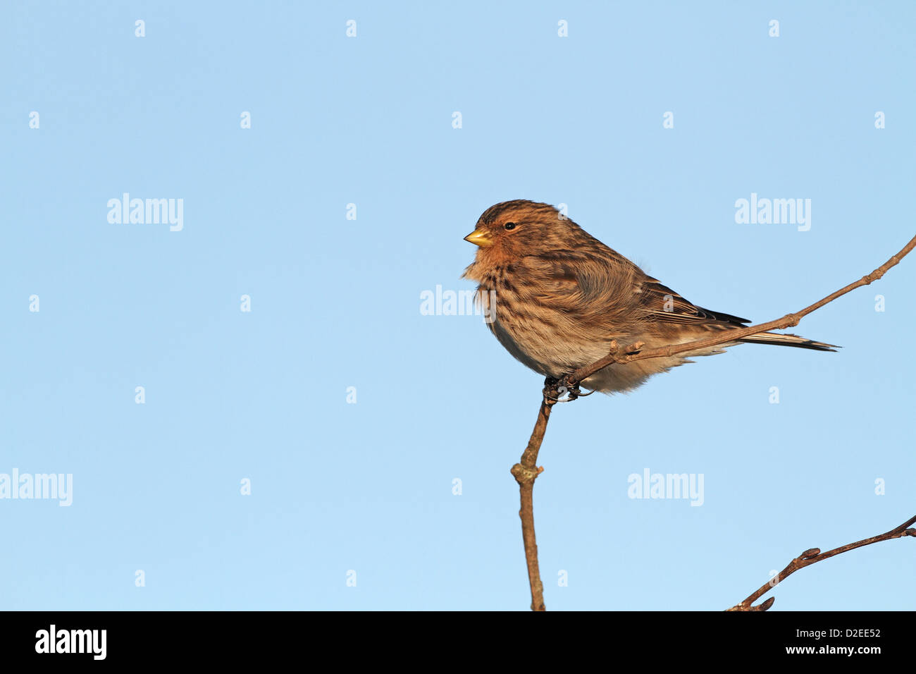 Twite, Carduelis flavirostris, in winter plumage Stock Photo