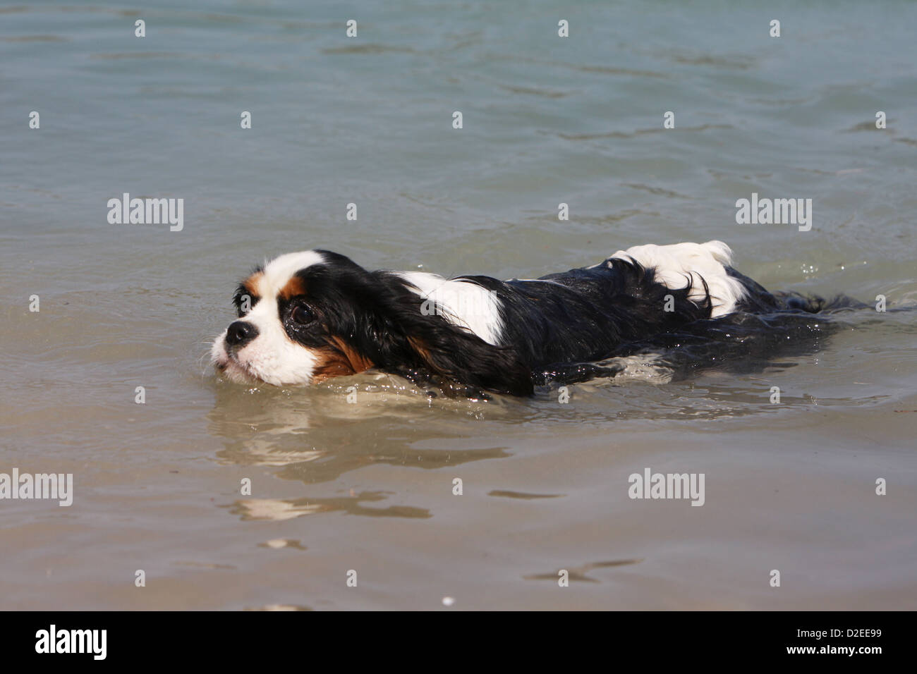 Dog Cavalier King Charles Spaniel adult (tricolor) swimming in a lake