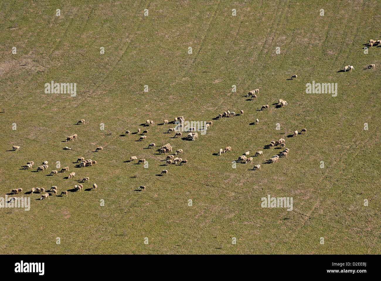 France, Aveyron, aerial view of flock of sheep Stock Photo - Alamy